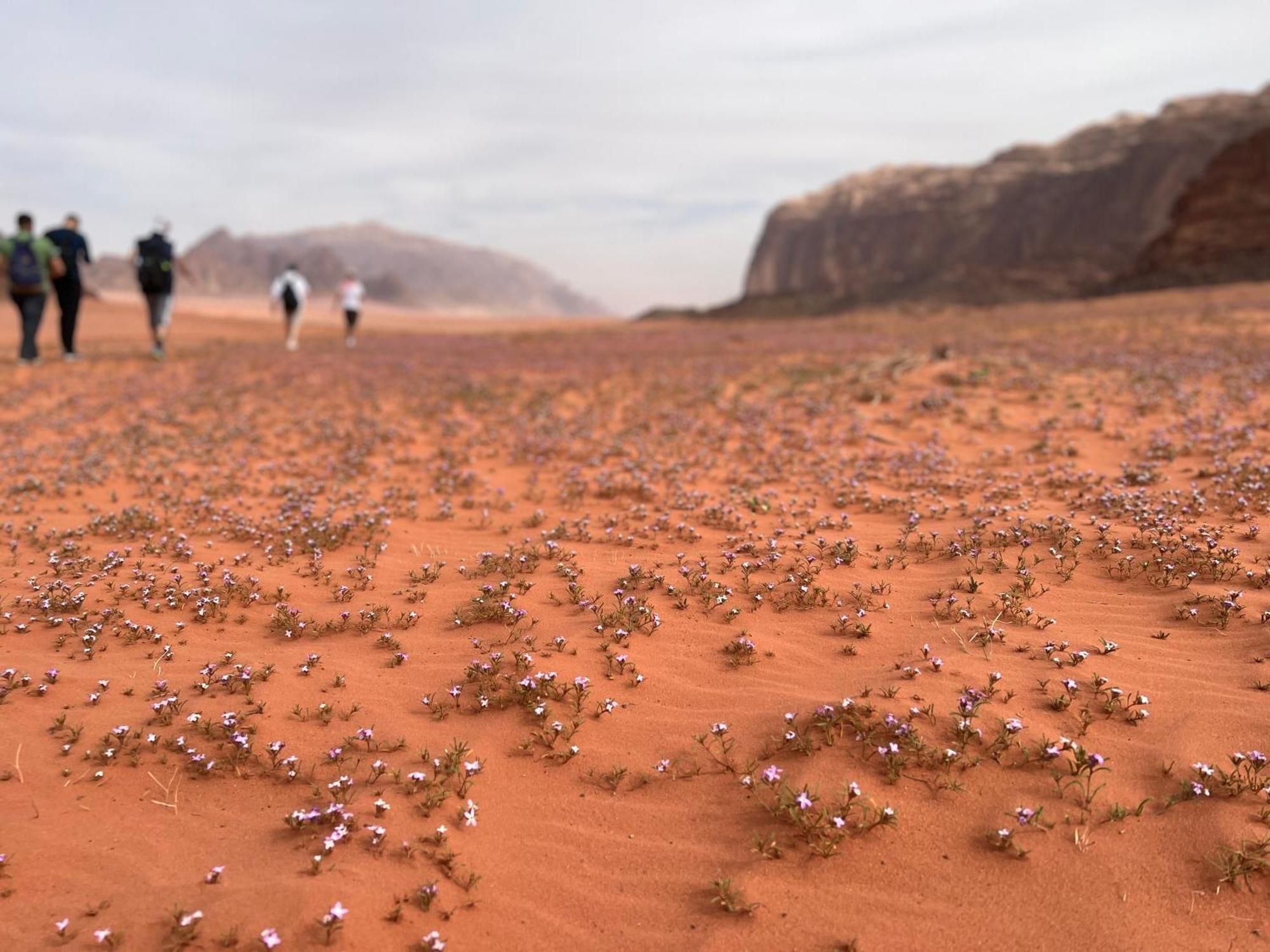Art Camp Wadi Rum Luaran gambar